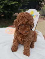 Tillie (Micro/Petite Goldendoodle-Cavapoo), a female Cavapoo and Miniature Goldendoodle for sale in Dallas, TX – 9 of 10