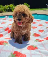 Talia, a female Cavapoo and Miniature Goldendoodle for sale in Dallas, TX – 4 of 10