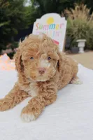 Xavier (Toy Cavapoo), a male Cavapoo and Poodle - Toy  for sale in Dallas, TX – 7 of 10