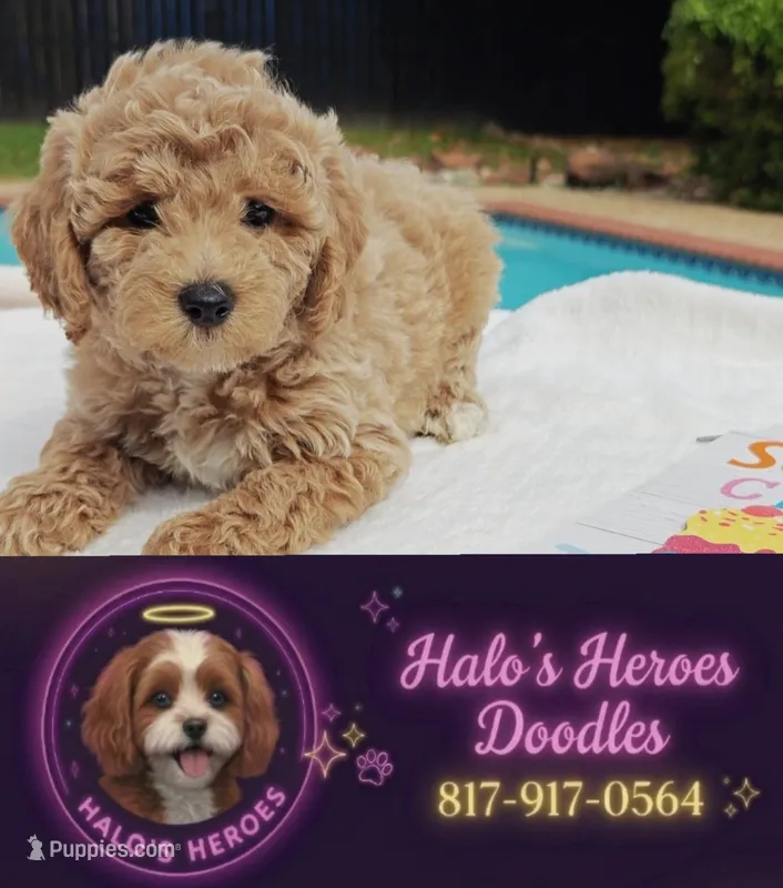 Toby (Micro/Petite Goldendoodle-Cavapoo) – Cavapoo, Miniature Goldendoodle puppy for sale in Dallas, TX