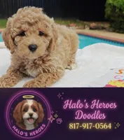 Toby (Micro/Petite Goldendoodle-Cavapoo), a male Cavapoo and Miniature Goldendoodle for sale in Dallas, TX – 1 of 10