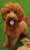 Christmas Goldendoodle-Cavapoos, a  Cavapoo and Miniature Goldendoodle for sale in Dallas, TX – 2 of 3