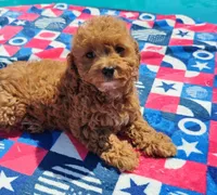 Talia, a female Cavapoo and Miniature Goldendoodle for sale in Dallas, TX – 5 of 10