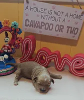 Pawbert, a male Cavapoo and Poodle - Toy  for sale in Dallas, TX – Photo 1 of 10