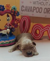 Pawbert, a male Cavapoo and Poodle - Toy  for sale in Dallas, TX – Photo 9 of 10