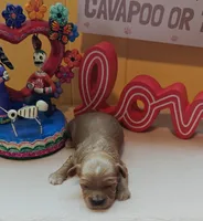 Pawbert, a male Cavapoo and Poodle - Toy  for sale in Dallas, TX – Photo 4 of 10