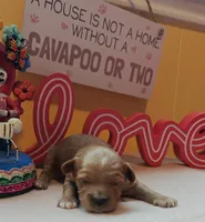 Pawbert, a male Cavapoo and Poodle - Toy  for sale in Dallas, TX – Photo 8 of 10