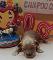 Pawbert, a male Cavapoo and Poodle - Toy  for sale in Dallas, TX – Photo 5 of 10