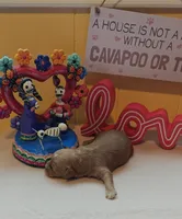 Pawbert, a male Cavapoo and Poodle - Toy  for sale in Dallas, TX – Photo 6 of 10