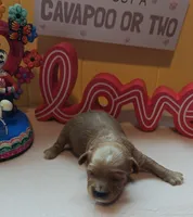 Pawbert, a male Cavapoo and Poodle - Toy  for sale in Dallas, TX – Photo 7 of 10