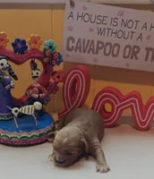 Pawbert, a male Cavapoo and Poodle - Toy  for sale in Dallas, TX – Photo 2 of 10