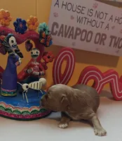 Pawbert, a male Cavapoo and Poodle - Toy  for sale in Dallas, TX – Photo 3 of 10