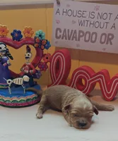 Pawbert, a male Cavapoo and Poodle - Toy  for sale in Dallas, TX – Photo 10 of 10