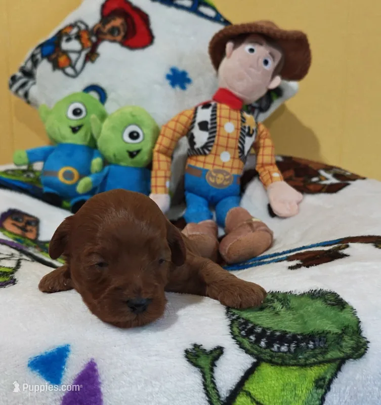 Rex – Cavapoo, Miniature Goldendoodle puppy for sale in Dallas, TX