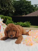 Joy (Miniature Goldendoodle-Cavapoo), a female Cavapoo and Miniature Goldendoodle for sale in Dallas, TX – 2 of 10