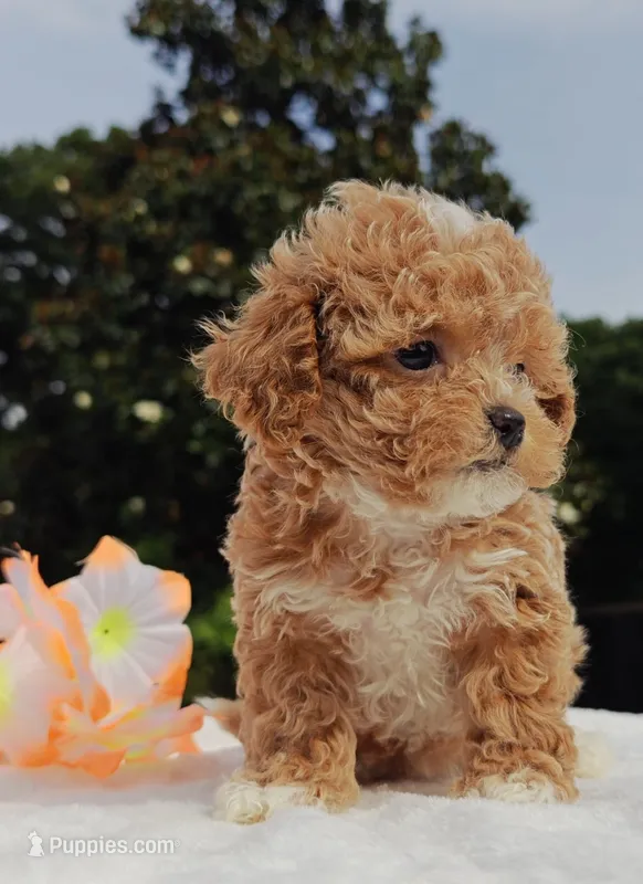 Taylor (Toy Cavapoo), a female Cavapoo and Poodle - Toy  for sale in Dallas, TX – 1 of 10