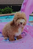 Xavier (Toy Cavapoo), a male Cavapoo and Poodle - Toy  for sale in Dallas, TX – 7 of 10