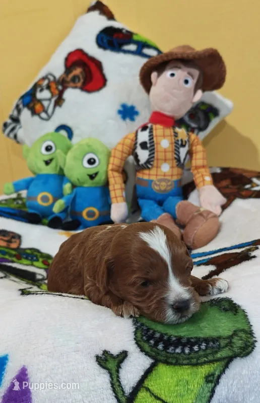 Buzz – Cavapoo, Miniature Goldendoodle puppy for sale in Dallas, TX