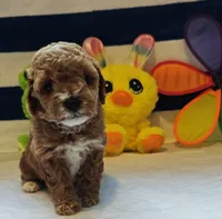 Tabitha (Micro/Petite Goldendoodle-Cavapoo), a female Cavapoo and Miniature Goldendoodle for sale in Dallas, TX – Photo 4 of 10