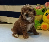 Tabitha (Micro/Petite Goldendoodle-Cavapoo), a female Cavapoo and Miniature Goldendoodle for sale in Dallas, TX – Photo 6 of 10