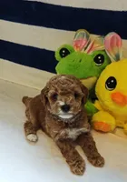 Tabitha (Micro/Petite Goldendoodle-Cavapoo), a female Cavapoo and Miniature Goldendoodle for sale in Dallas, TX – Photo 8 of 10