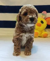 Tabitha (Micro/Petite Goldendoodle-Cavapoo), a female Cavapoo and Miniature Goldendoodle for sale in Dallas, TX – Photo 2 of 10