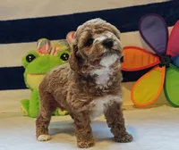 Tabitha (Micro/Petite Goldendoodle-Cavapoo), a female Cavapoo and Miniature Goldendoodle for sale in Dallas, TX – Photo 5 of 10