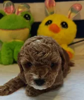Tabitha (Micro/Petite Goldendoodle-Cavapoo), a female Cavapoo and Miniature Goldendoodle for sale in Dallas, TX – Photo 7 of 10