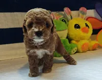 Tabitha (Micro/Petite Goldendoodle-Cavapoo), a female Cavapoo and Miniature Goldendoodle for sale in Dallas, TX – Photo 9 of 10