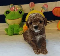 Tabitha (Micro/Petite Goldendoodle-Cavapoo), a female Cavapoo and Miniature Goldendoodle for sale in Dallas, TX – Photo 3 of 10