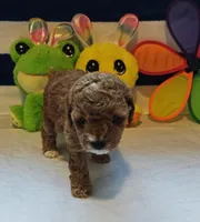 Tabitha (Micro/Petite Goldendoodle-Cavapoo), a female Cavapoo and Miniature Goldendoodle for sale in Dallas, TX – Photo 10 of 10