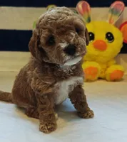 Tabitha (Micro/Petite Goldendoodle-Cavapoo), a female Cavapoo and Miniature Goldendoodle for sale in Dallas, TX – Photo 1 of 10