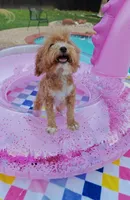 TayTay, a female Cavapoo and Poodle - Toy  for sale in Dallas, TX – 6 of 10