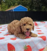 Levi , a male Cavapoo and Miniature Goldendoodle for sale in Dallas, TX – 3 of 10