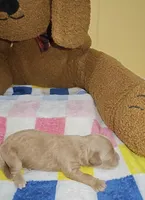 Duke, a male Cavapoo and Miniature Goldendoodle for sale in Dallas, TX – 4 of 4