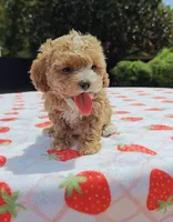 Ronni, a female Cavapoo and Miniature Goldendoodle for sale in Dallas, TX – 10 of 10