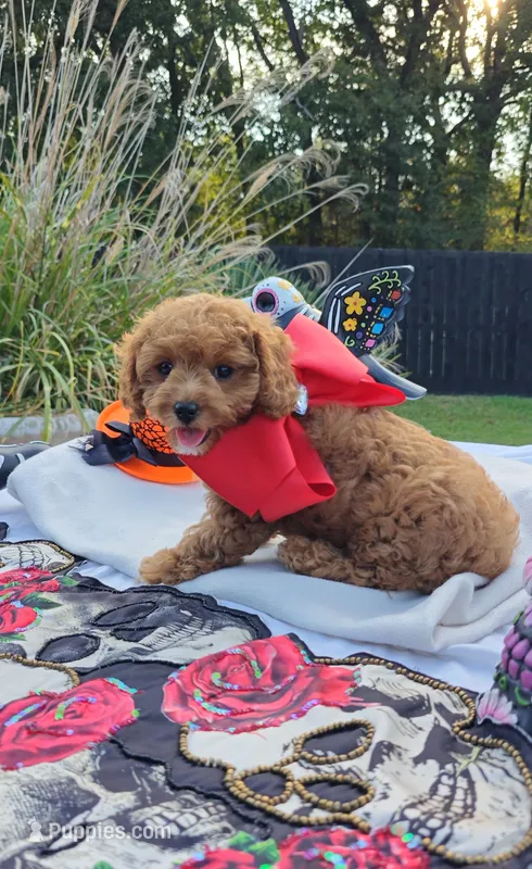 Talia – Cavapoo, Miniature Goldendoodle puppy for sale in Dallas, TX