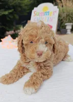 Xavier (Toy Cavapoo), a male Cavapoo and Poodle - Toy  for sale in Dallas, TX – 9 of 10