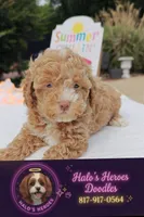 Xavier (Toy Cavapoo), a male Cavapoo and Poodle - Toy  for sale in Dallas, TX – 1 of 10