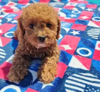 Talia, a female Cavapoo and Miniature Goldendoodle for sale in Dallas, TX – 7 of 10