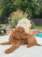 Jorie (Miniature Goldendoodle-Cavapoo), a female Cavapoo and Miniature Goldendoodle for sale in Dallas, TX – 5 of 10