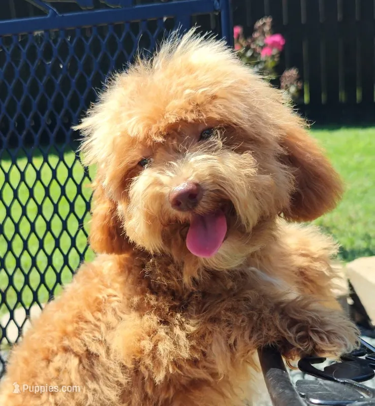 Santana Toy Cavapoo (5-8lbs Full Grown Size) – Cavapoo, Poodle - Toy  puppy for sale in Dallas, TX