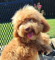 Cooper Toy Cavapoo (5-8lbs Full Grown Size), a male Cavapoo and Poodle - Toy  for sale in Dallas, TX – 2 of 10