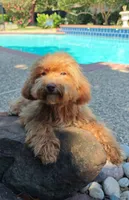 Cooper Toy Cavapoo (5-8lbs Full Grown Size), a male Cavapoo and Poodle - Toy  for sale in Dallas, TX – 3 of 10