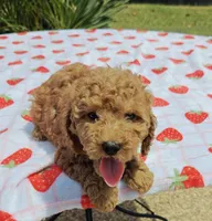 Levi , a male Cavapoo and Miniature Goldendoodle for sale in Dallas, TX – 6 of 10
