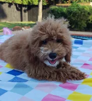 Tabitha (Micro/Petite Goldendoodle-Cavapoo), a female Cavapoo and Miniature Goldendoodle for sale in Dallas, TX – 8 of 10