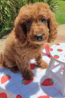 Joy (Miniature Goldendoodle-Cavapoo), a female Cavapoo and Miniature Goldendoodle for sale in Dallas, TX – 7 of 9