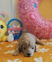 Flexible financing available, a female Cavapoo and Poodle - Toy  for sale in Dallas, TX – Photo 1 of 10