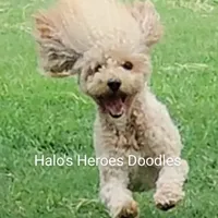 Flexible financing available, a female Cavapoo and Poodle - Toy  for sale in Dallas, TX – Photo 9 of 10