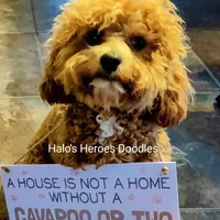 Flexible financing available, a female Cavapoo and Poodle - Toy  for sale in Dallas, TX – Photo 6 of 10